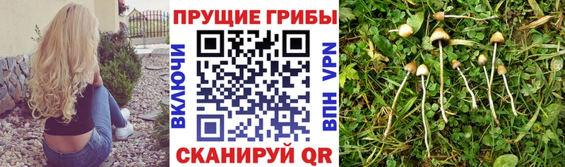 Псилоцибиновые грибы ЛСД  Хотьково 